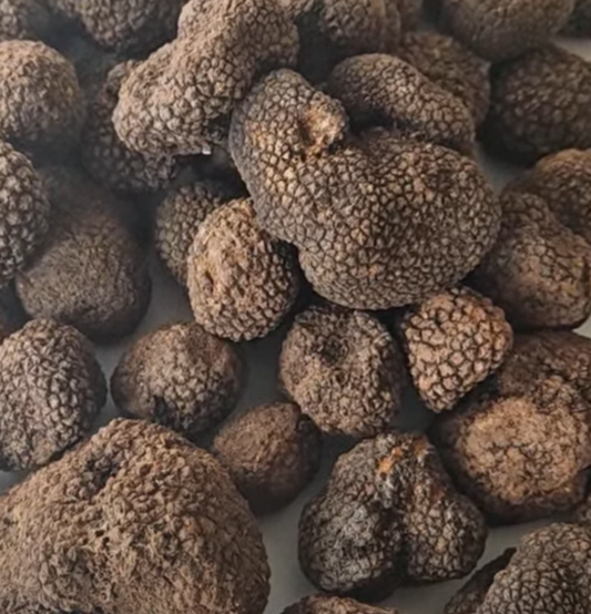 Truffe d’automne – Tuber uncinatum