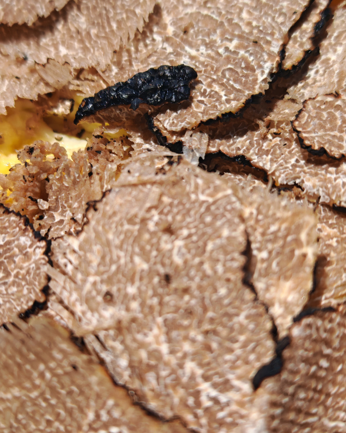 Wilde Sommertrüffel (Tuber aestivum)